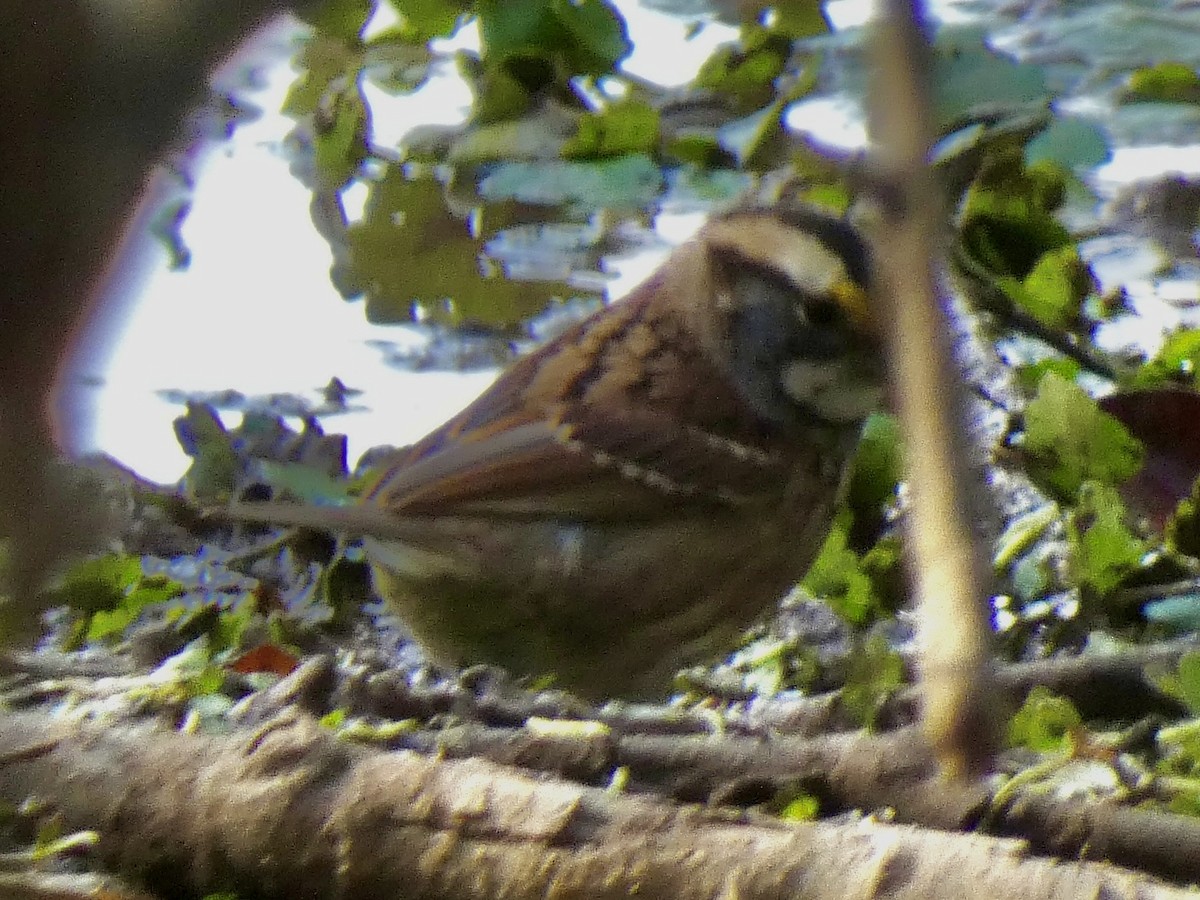 White-throated Sparrow - ML644360935