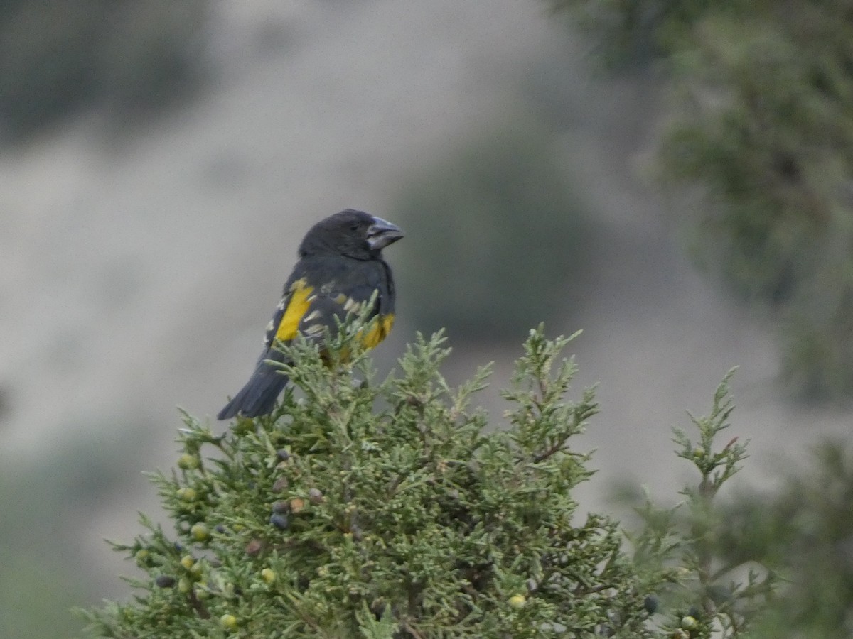 White-winged Grosbeak - ML644360936
