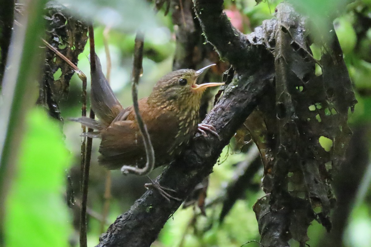 Hellkehl-Stachelschwanz - ML644360937