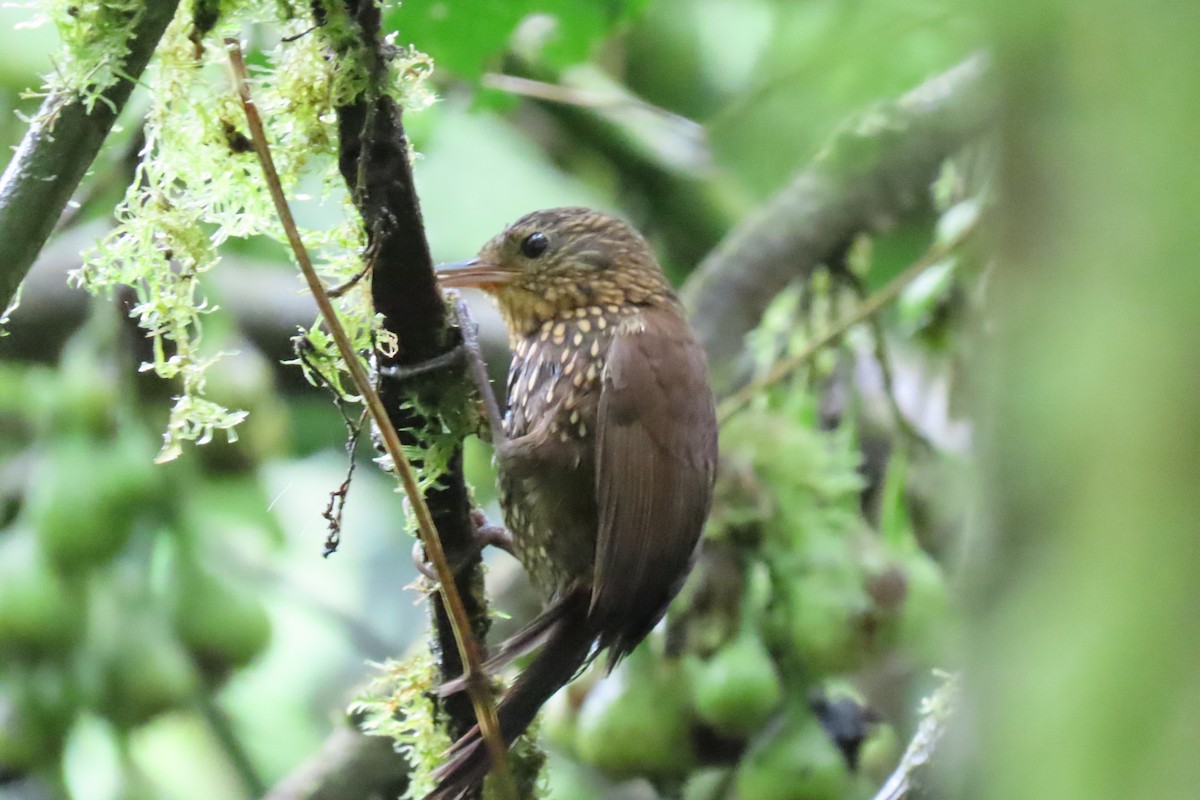 Hellkehl-Stachelschwanz - ML644360938