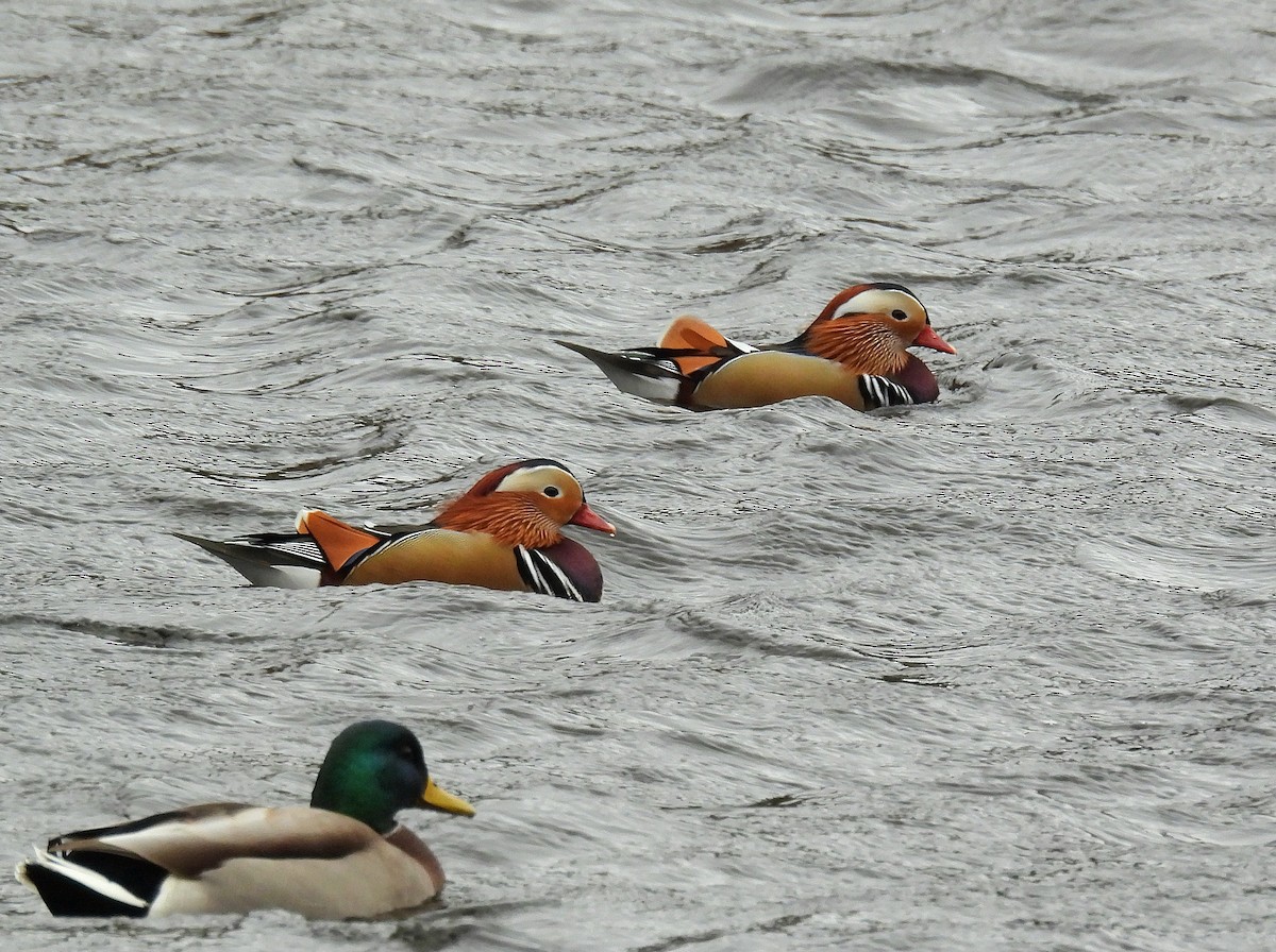 Pato Mandarín - ML644360941