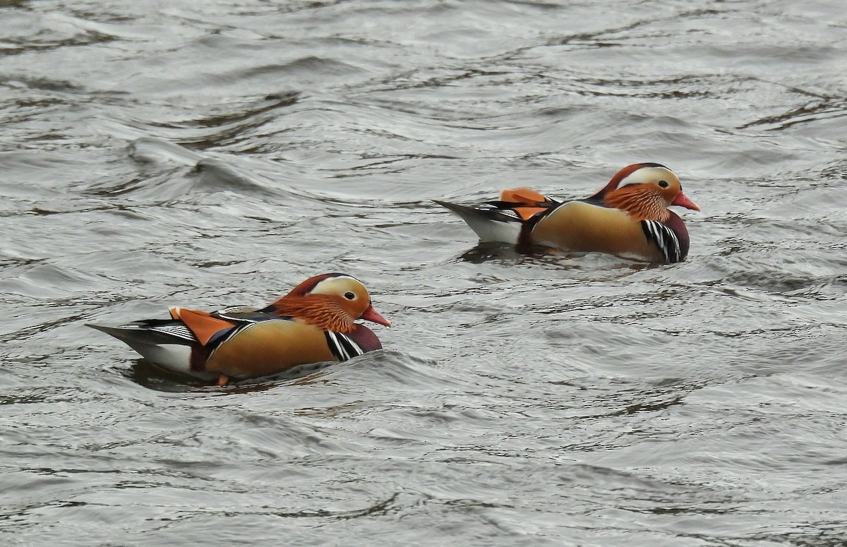 Pato Mandarín - ML644360942