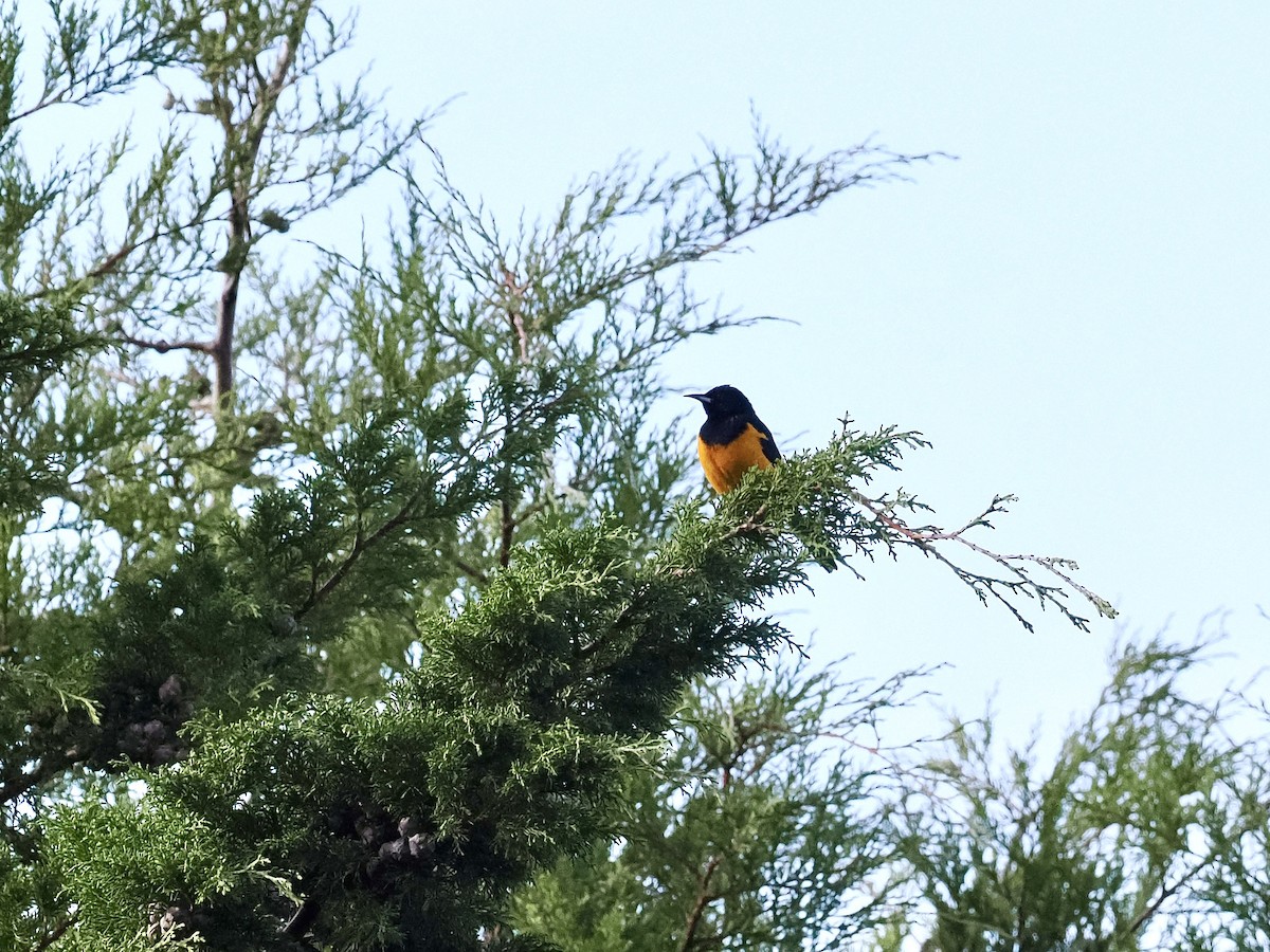 Black-vented Oriole - ML644360943