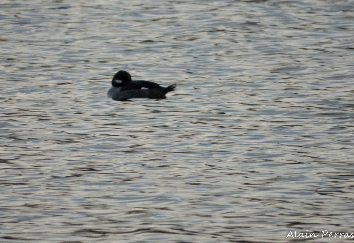 Bufflehead - ML644360944