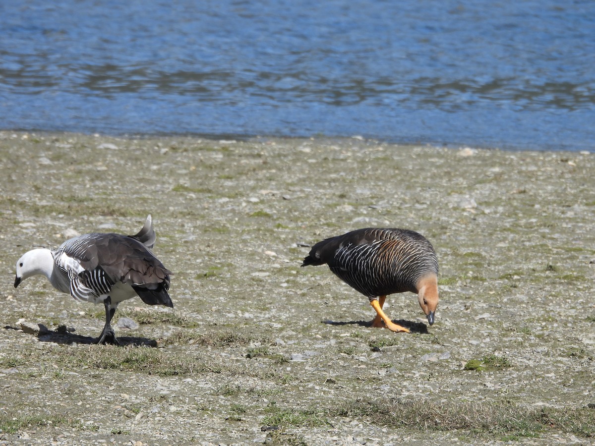 Upland Goose - ML644360945