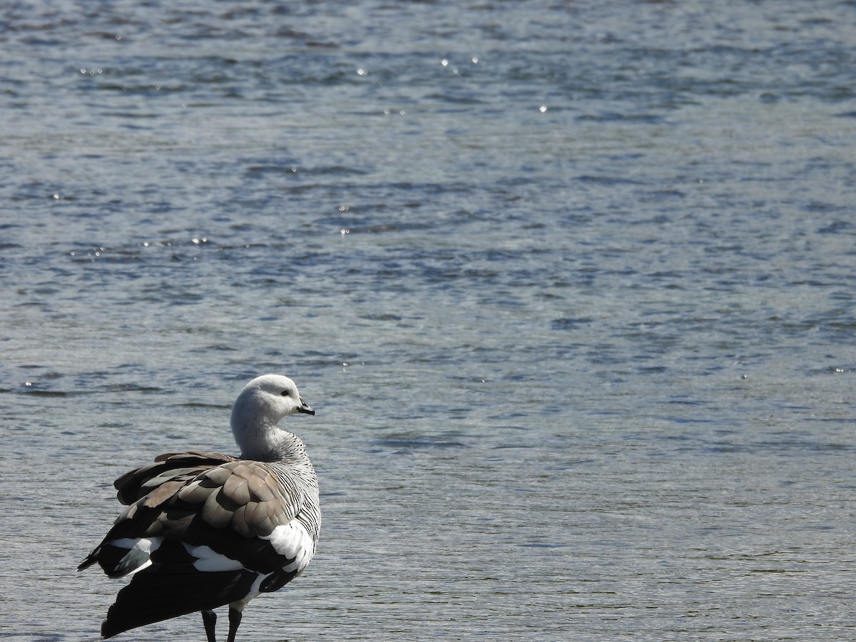 Upland Goose - ML644360946
