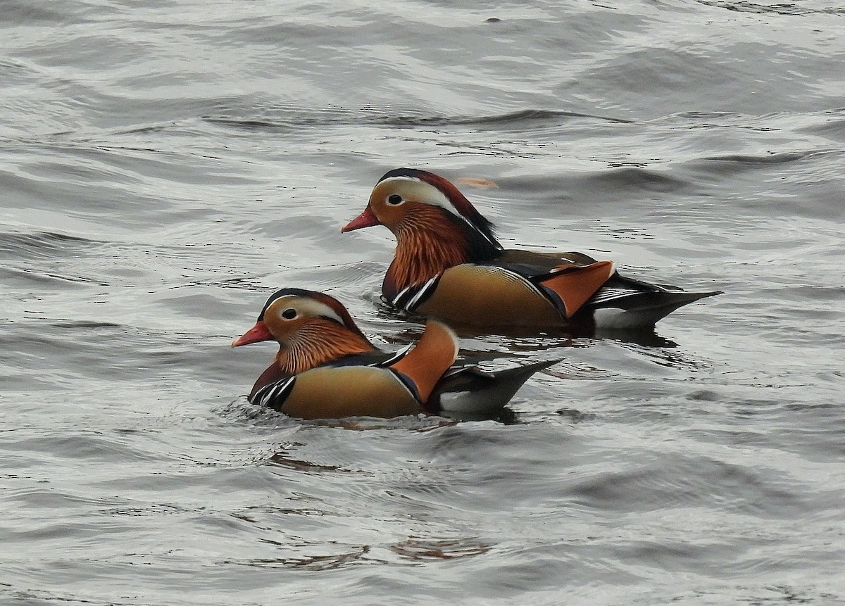 Pato Mandarín - ML644360947