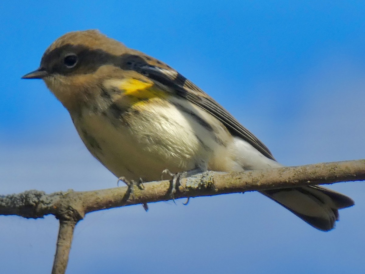Yellow-rumped Warbler - ML644360951