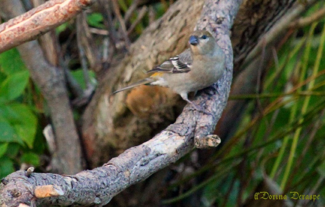 ギンザンマシコ - ML644360955