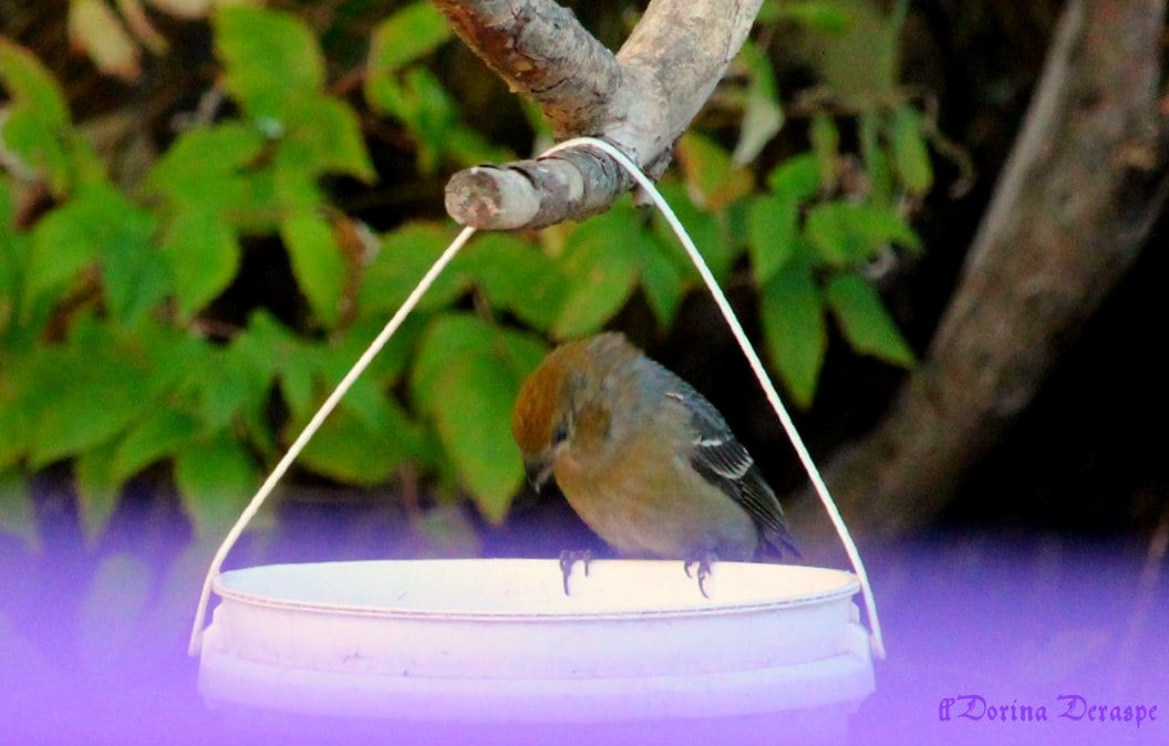 ギンザンマシコ - ML644360956