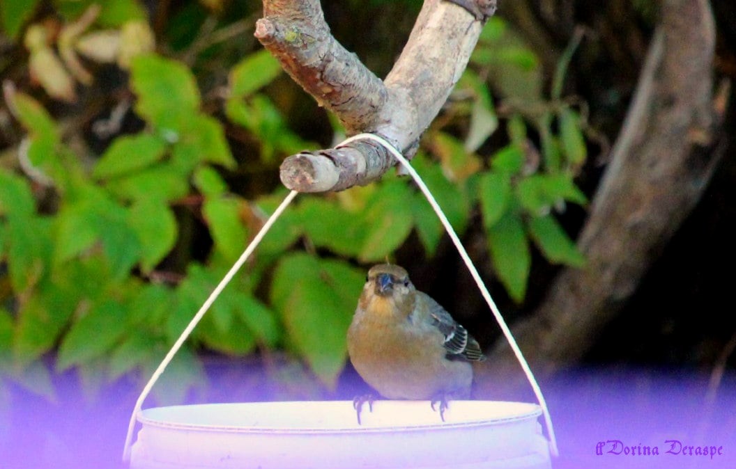 ギンザンマシコ - ML644360957