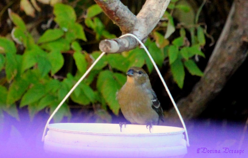 ギンザンマシコ - ML644360958