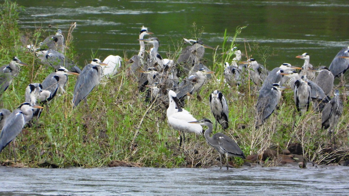 Petite Spatule - ML644360963