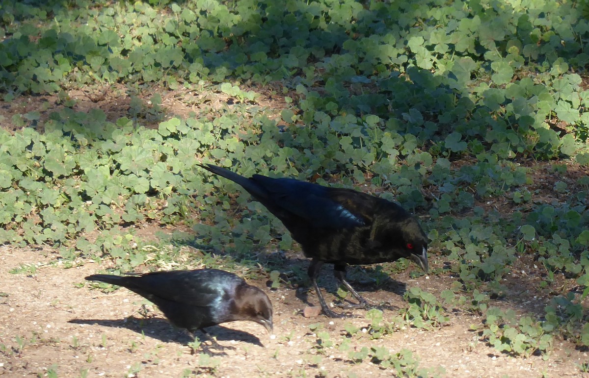 Bronzed Cowbird - ML644360964