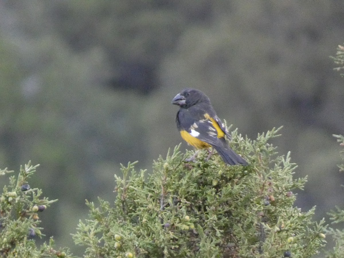 White-winged Grosbeak - ML644360970