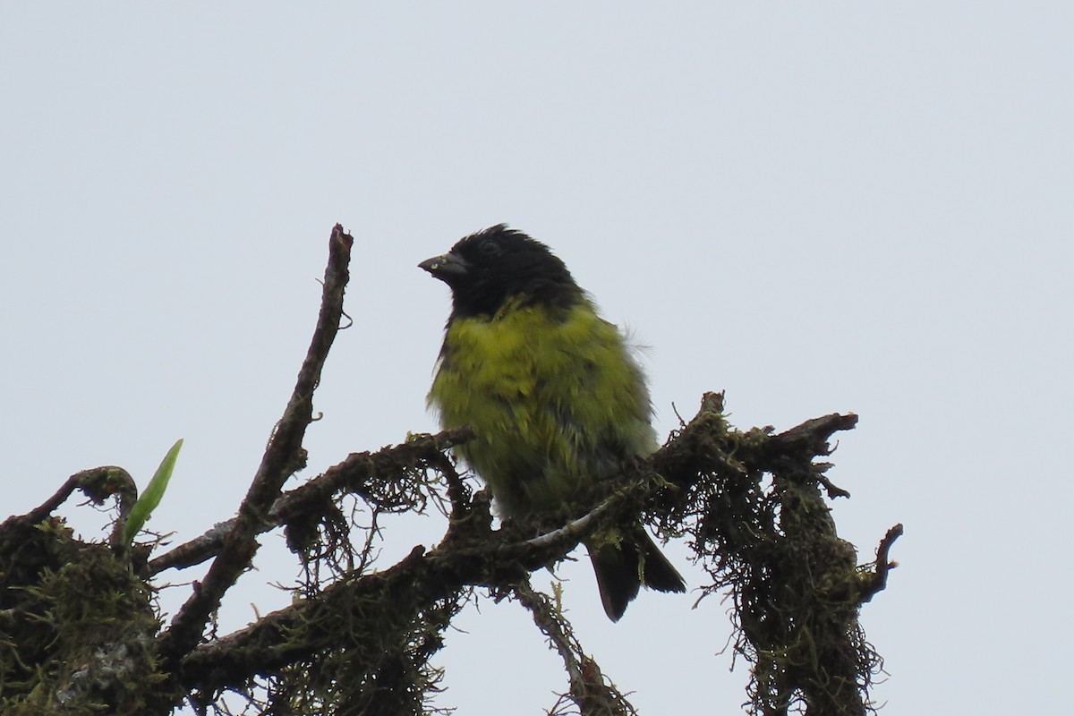 Yellow-bellied Siskin - ML644360972
