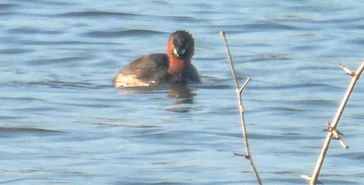 Little Grebe - ML644360973