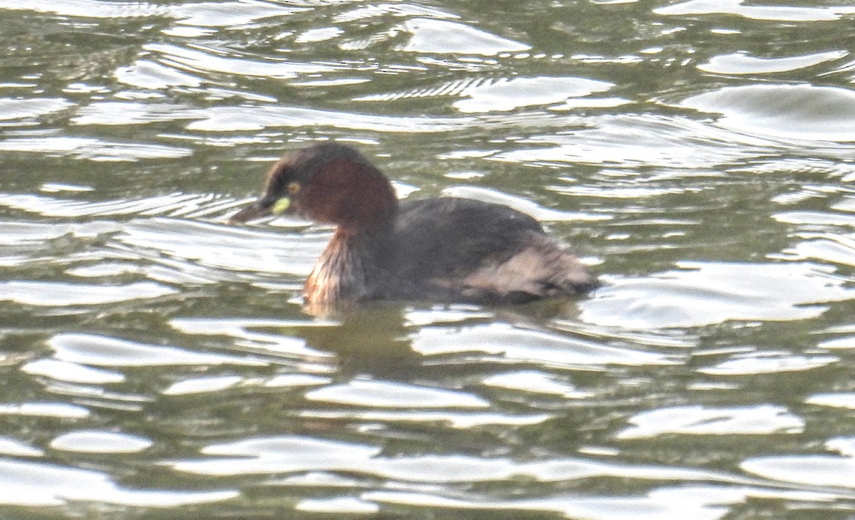 Little Grebe - ML644360974