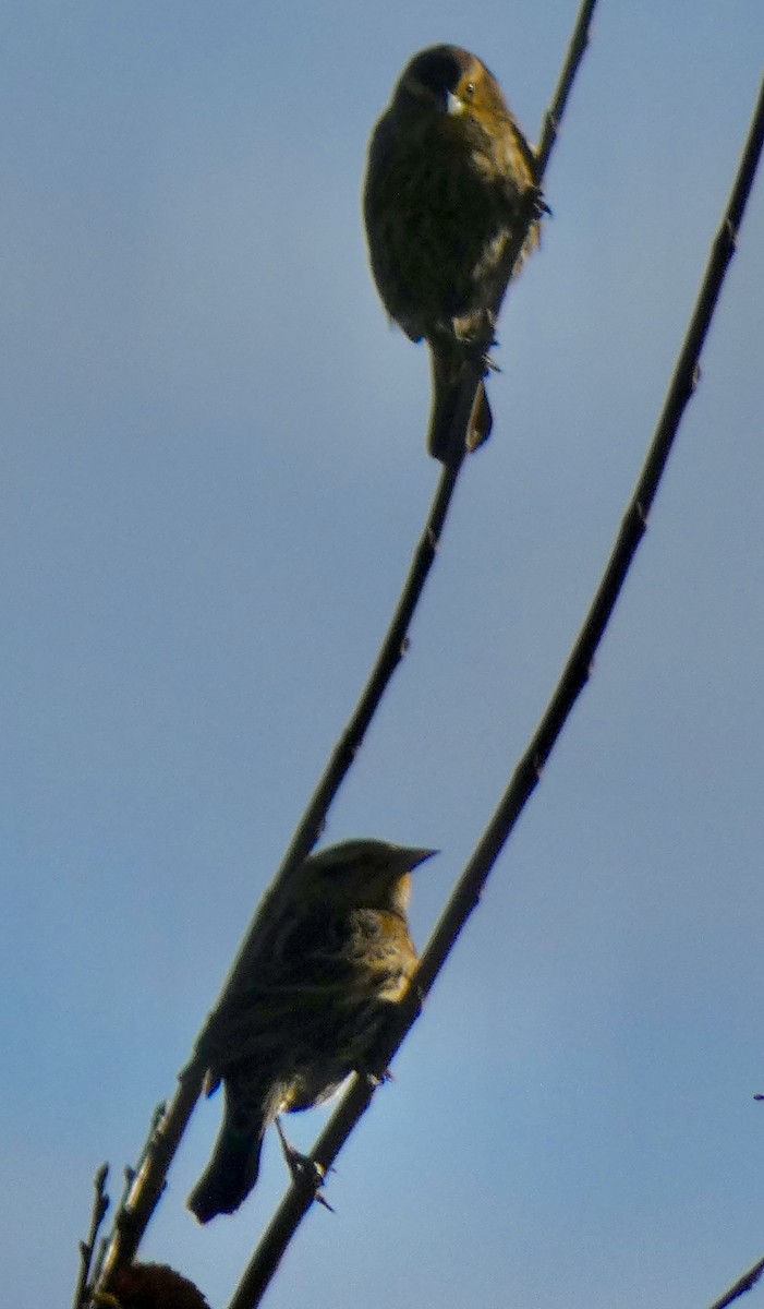 Red-winged Blackbird - ML644360975