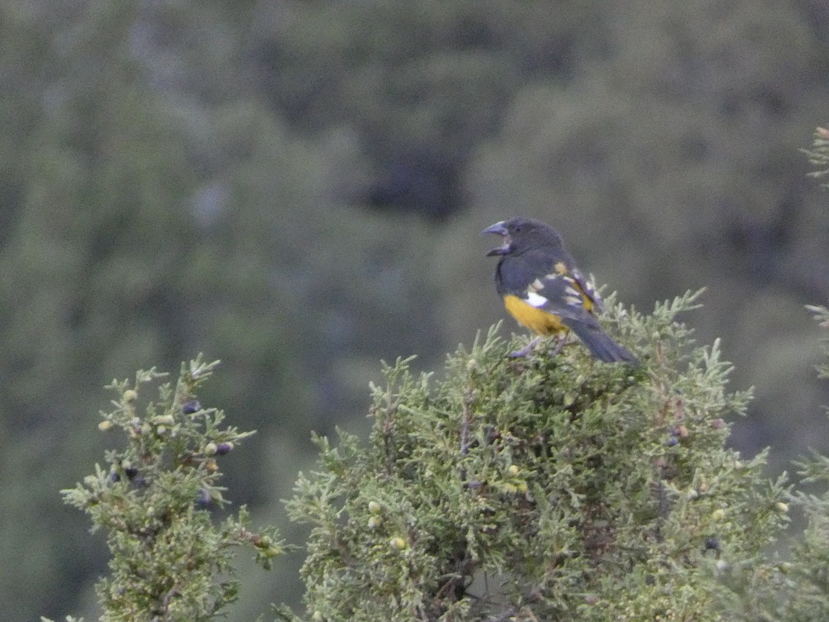 White-winged Grosbeak - ML644360976