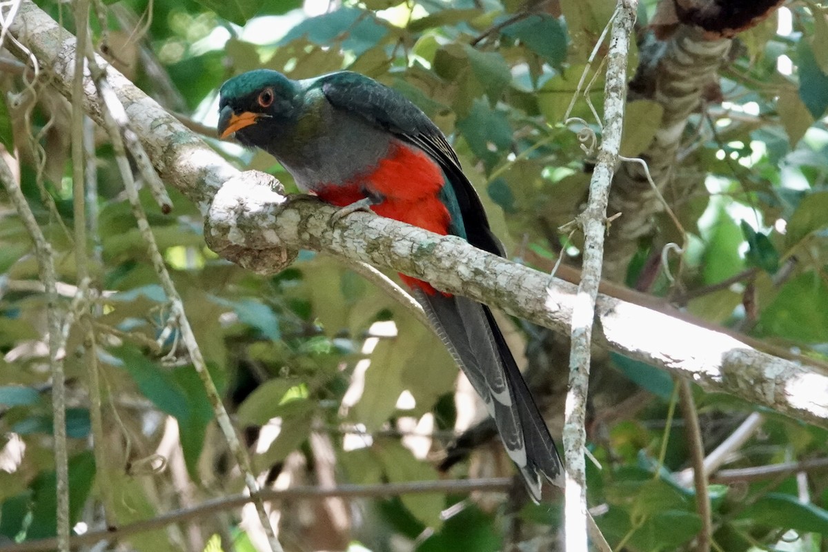 Gri Kuyruklu Trogon - ML644360979