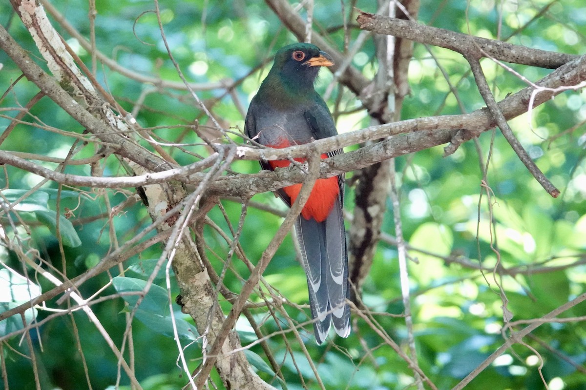Gri Kuyruklu Trogon - ML644360980