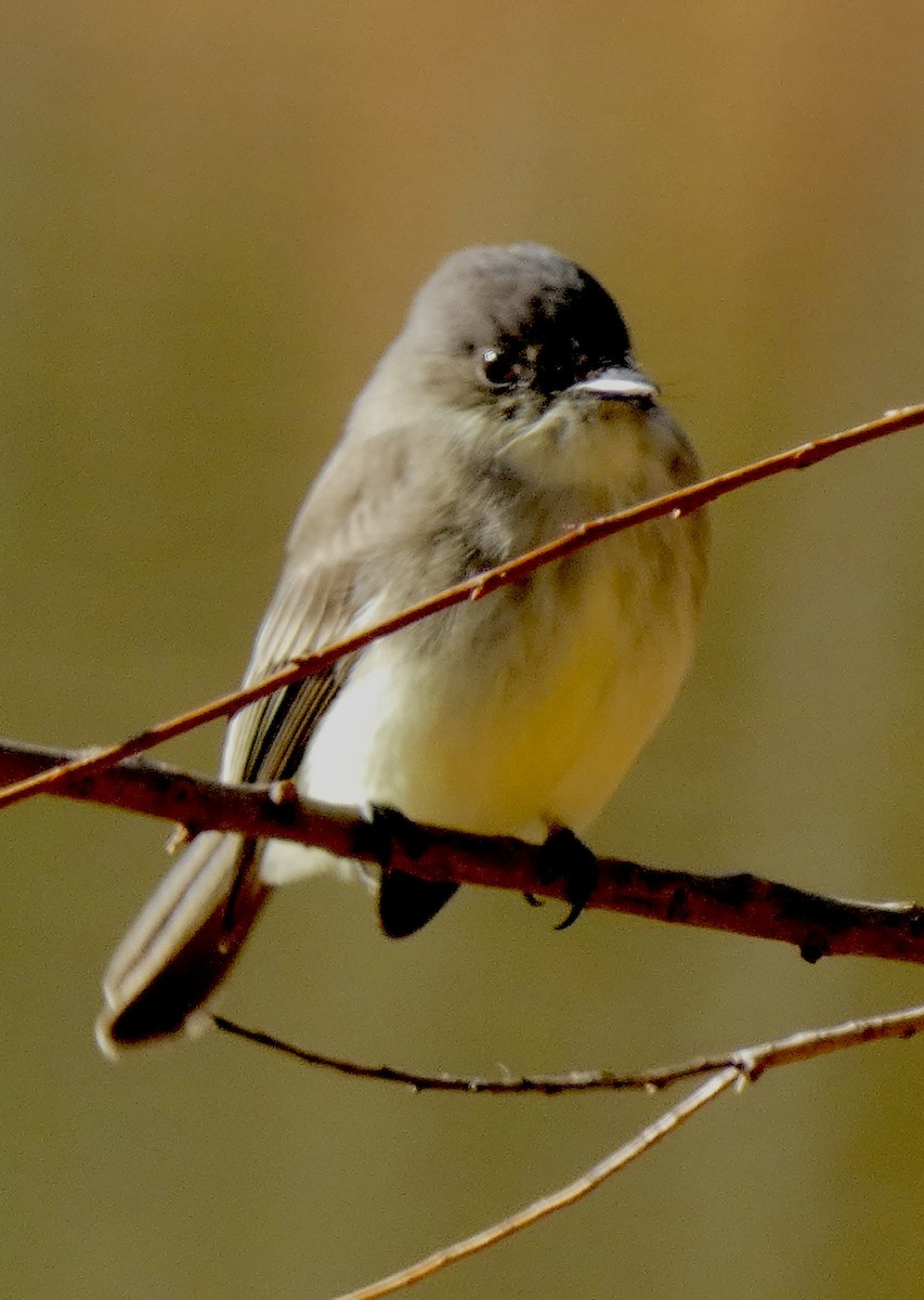 Eastern Phoebe - ML644360987