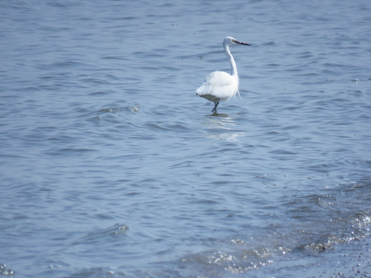 Little Egret - ML644360991