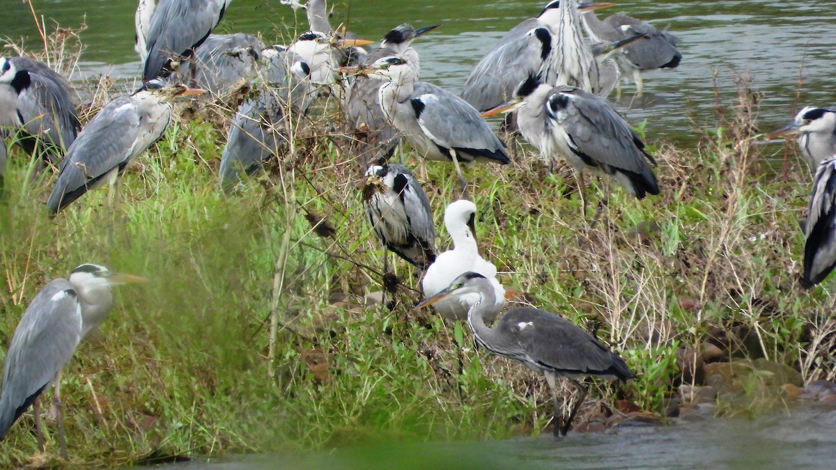 Petite Spatule - ML644360995