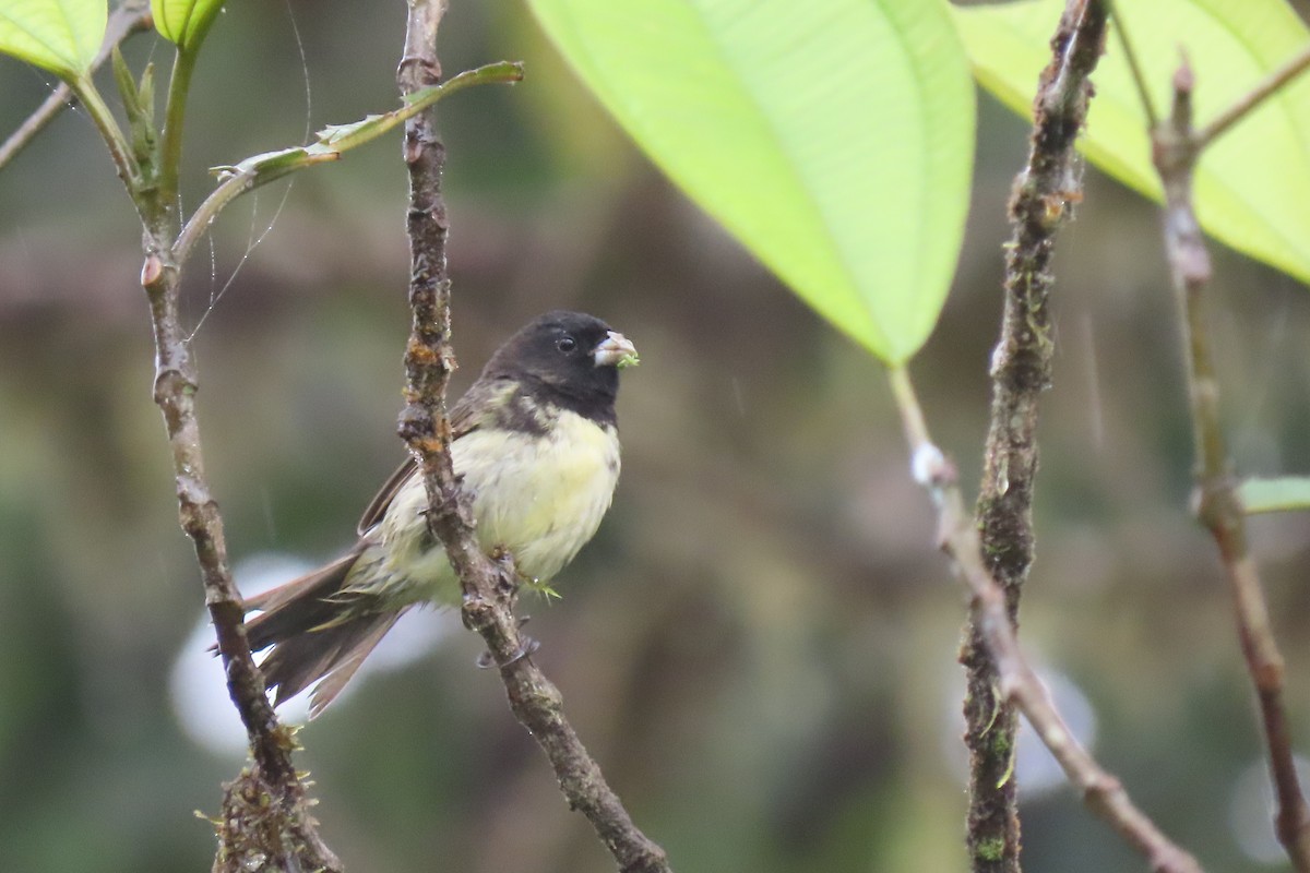 Gelbbauchspelzer - ML644361000