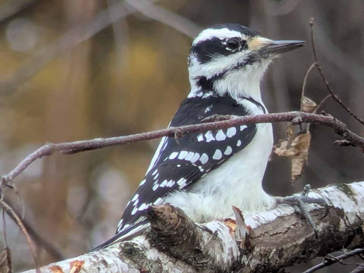 Hairy Woodpecker - ML644361009