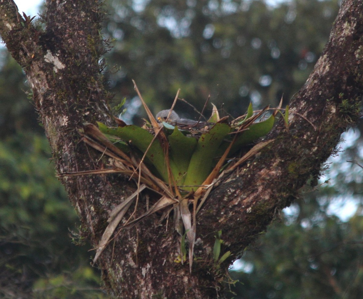 Gray Hawk - ML644361010