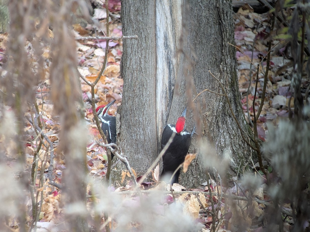 Pileated Woodpecker - ML644361013