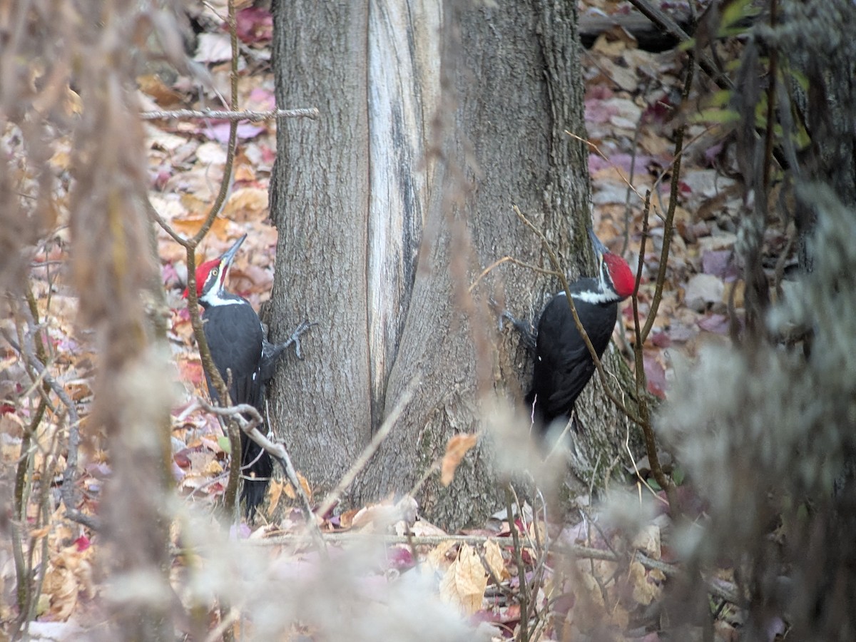Pileated Woodpecker - ML644361014