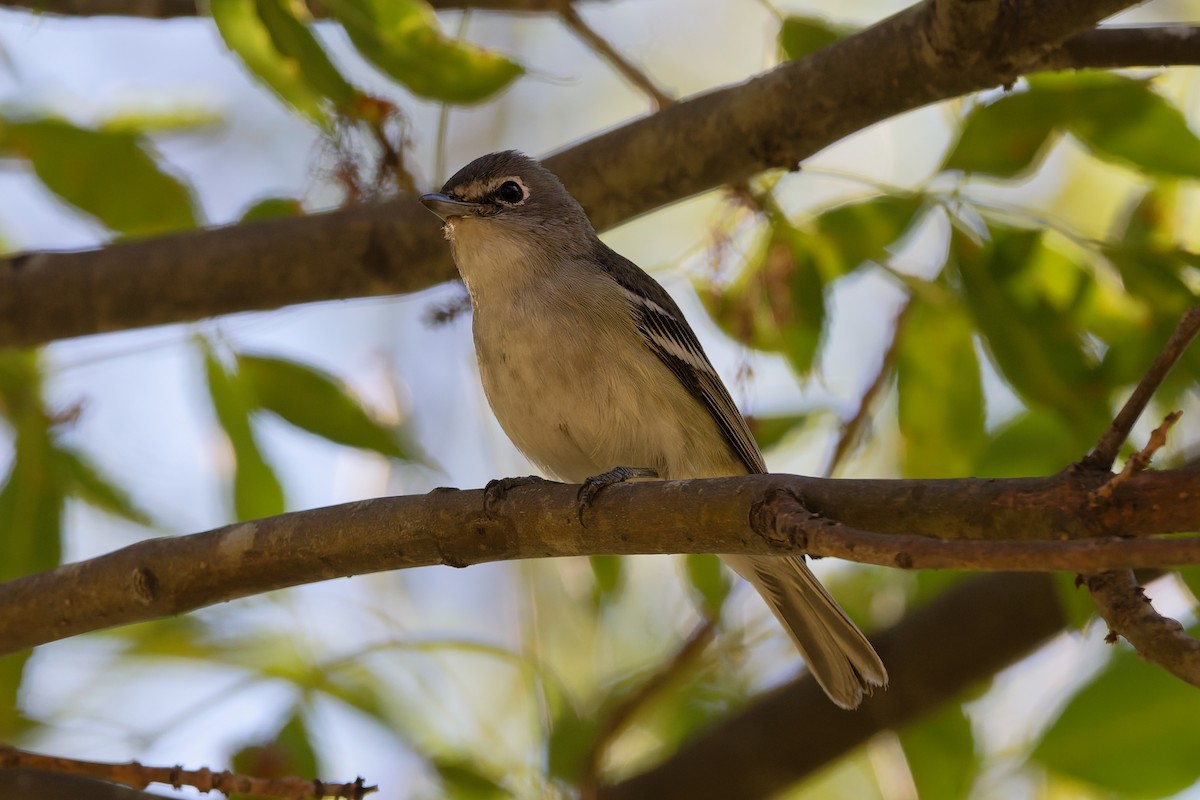 Plumbeous Vireo - ML644361015