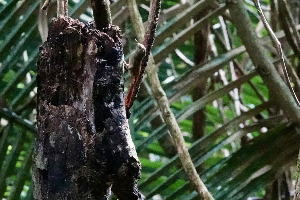 Olivaceous Woodcreeper - ML644361019