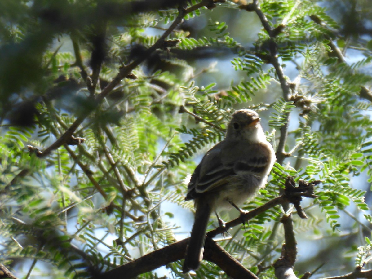 Moucherolle gris - ML644361022