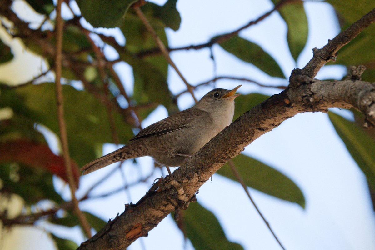 Northern House Wren - ML644361023