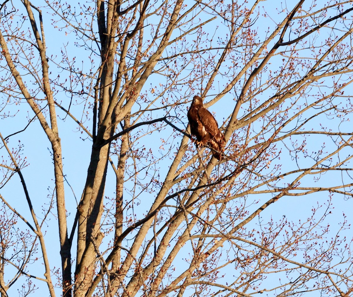 Bald Eagle - ML644361031