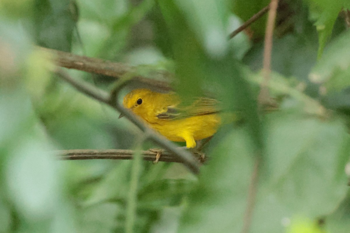 Mangrove Yellow Warbler - ML644361032