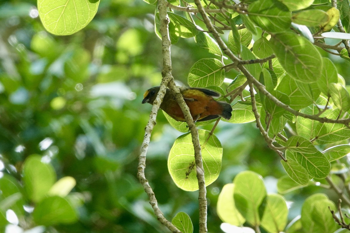 Olivrückenorganist - ML644361033