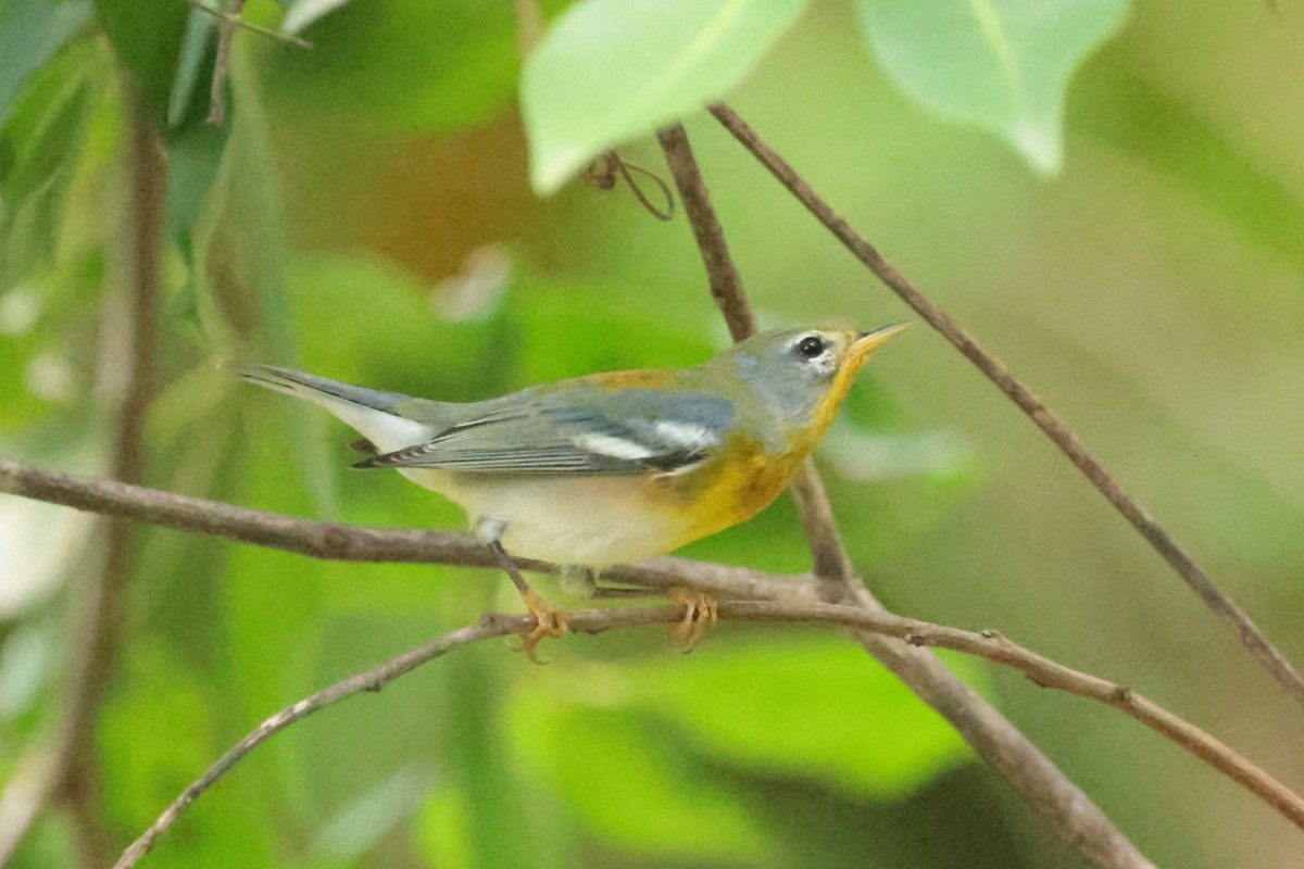 Northern Parula - ML644361034