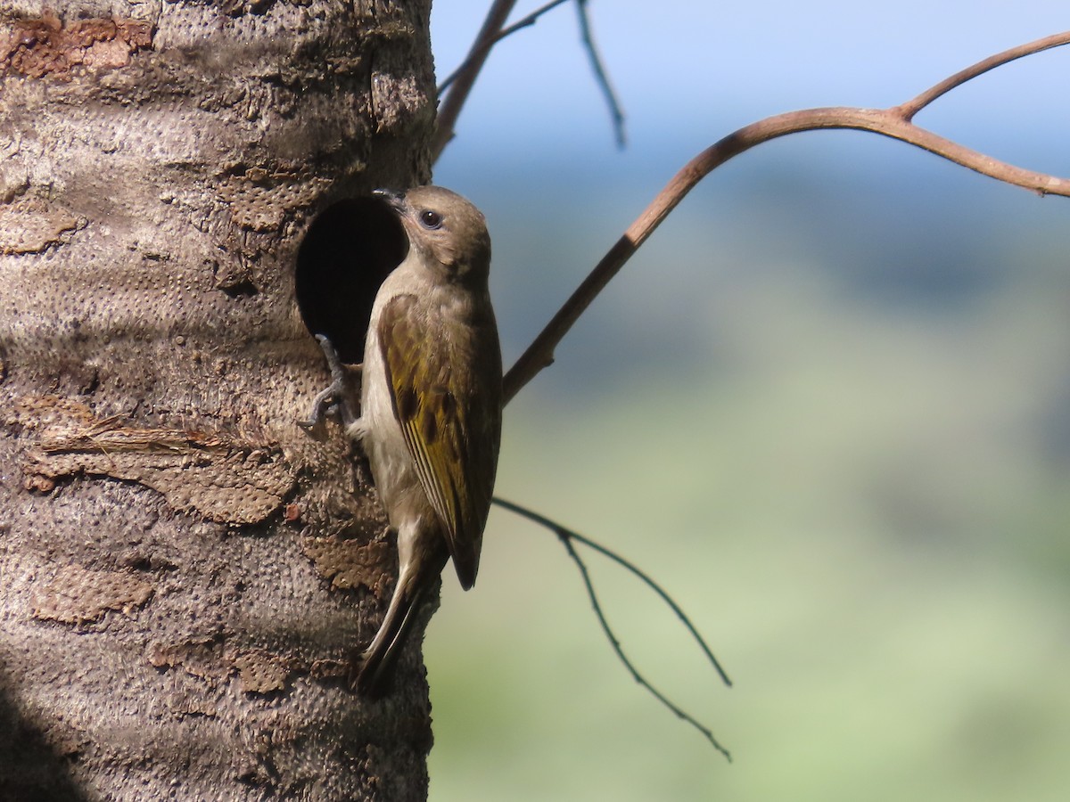 Lesser Honeyguide - ML644361035