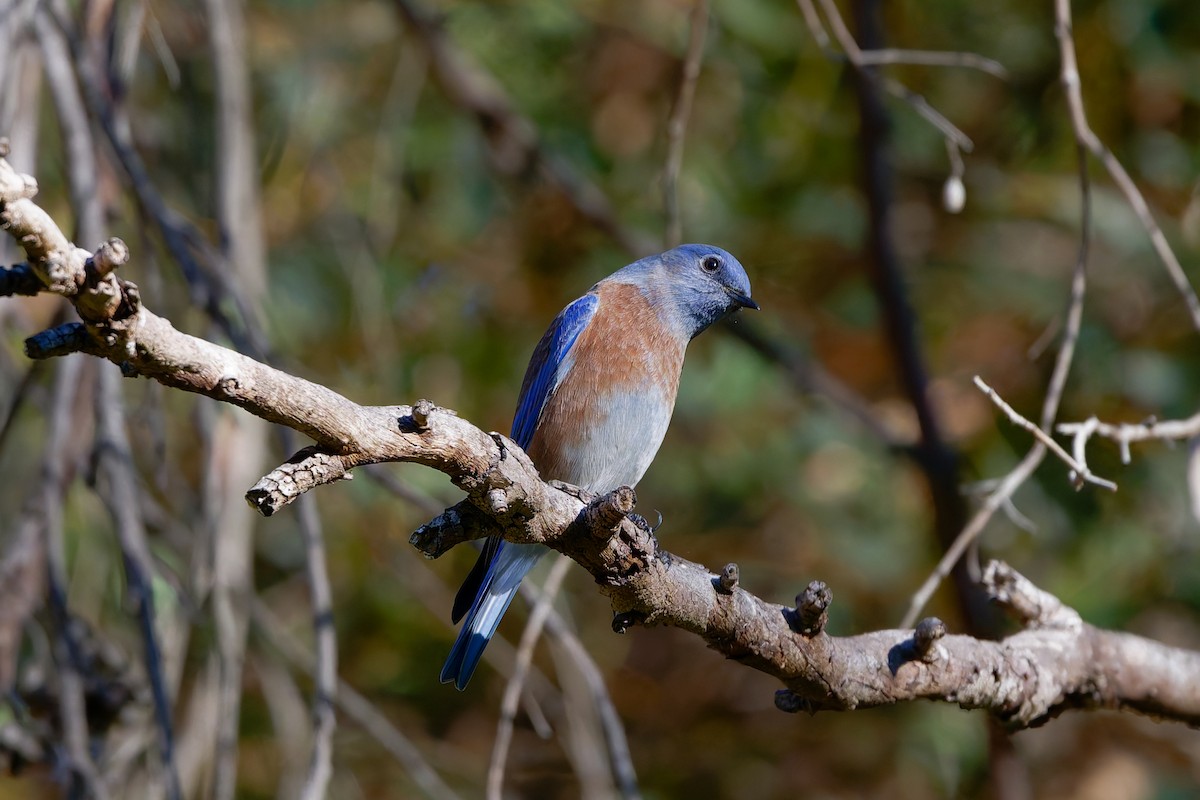 Western Bluebird - ML644361037