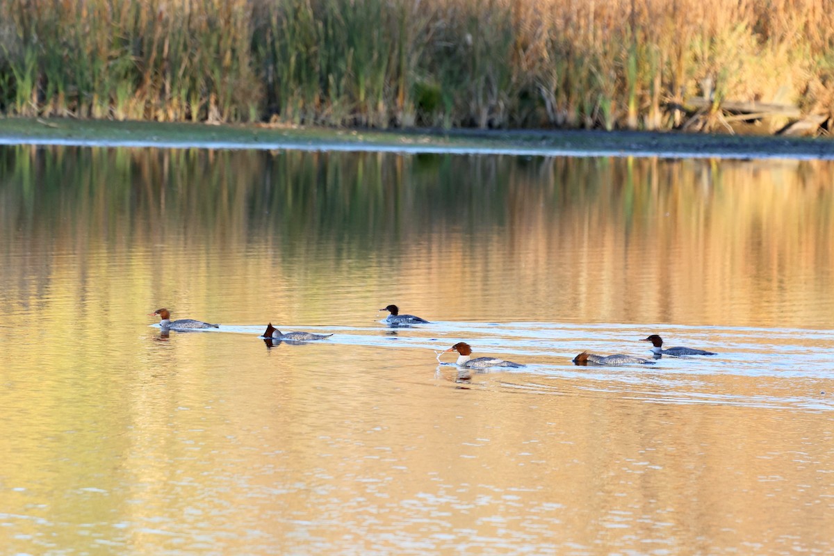 川秋沙 - ML644361038