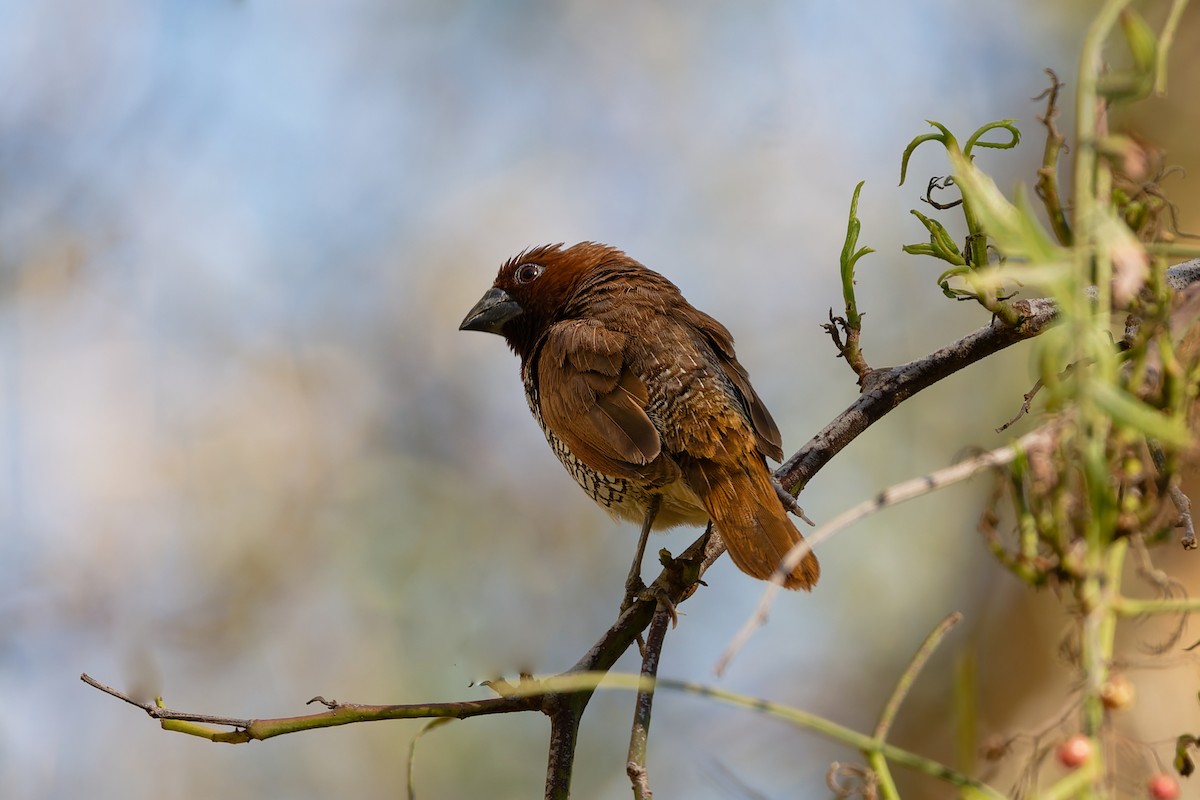 Scaly-breasted Munia - ML644361043