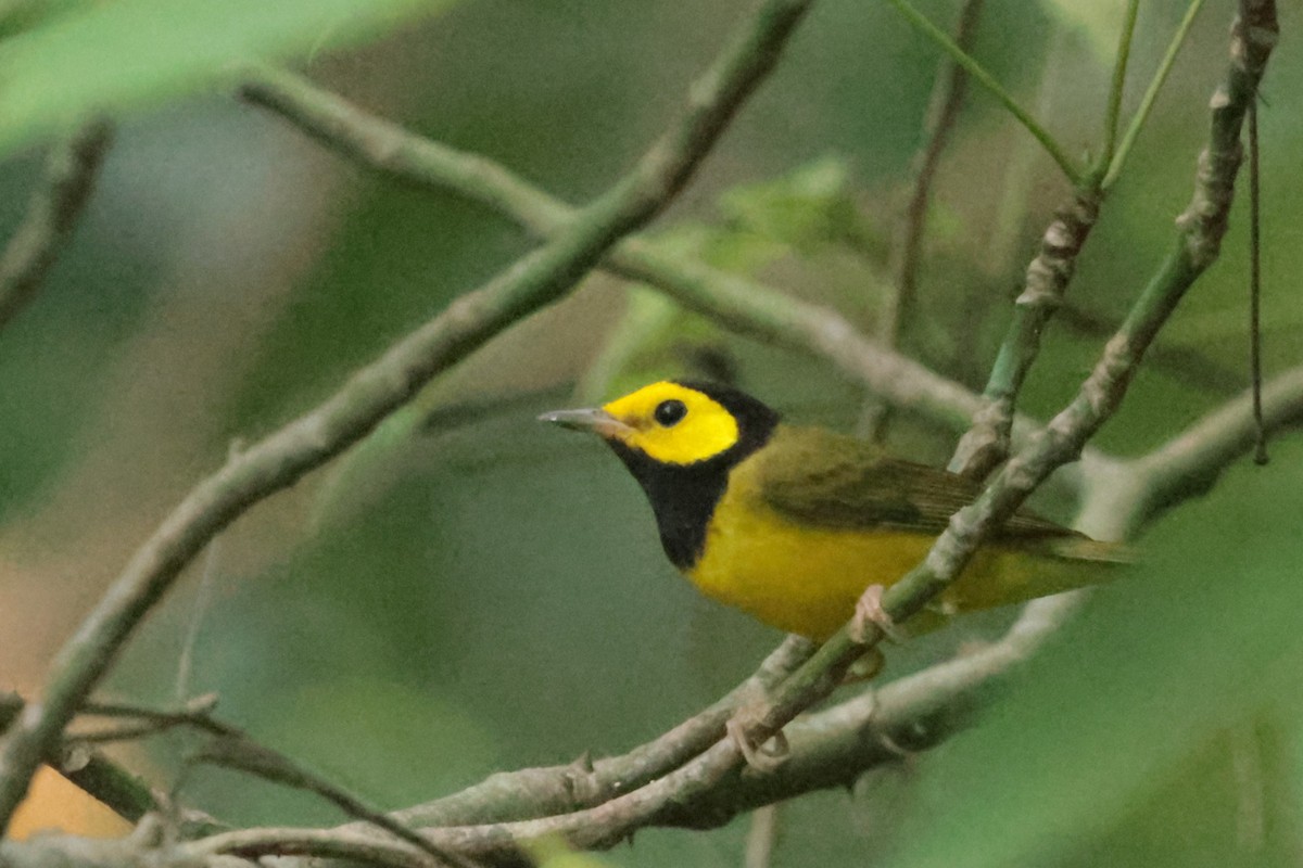 Болотянка чорногорла - ML644361046