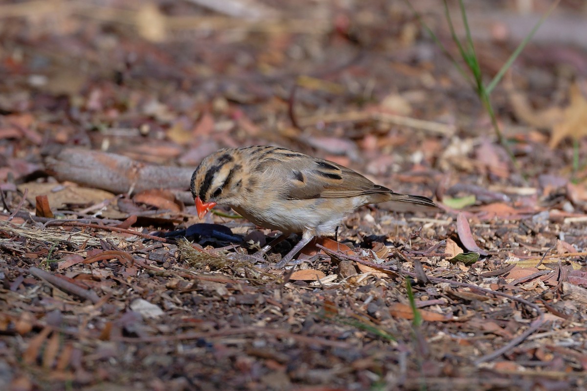 Pin-tailed Whydah - ML644361053