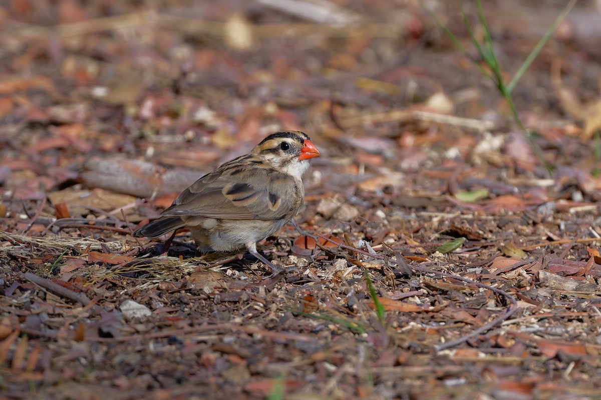 Pin-tailed Whydah - ML644361054