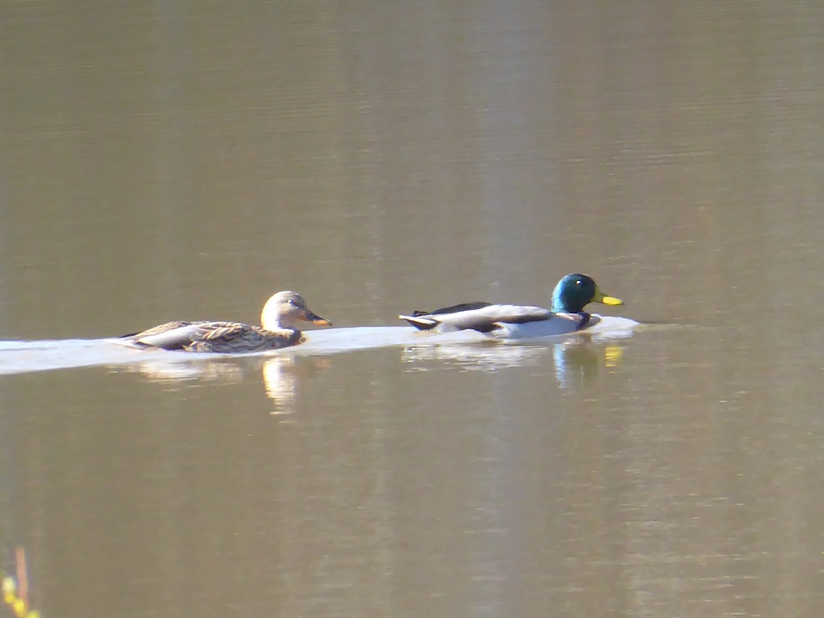 kachna divoká - ML644361067